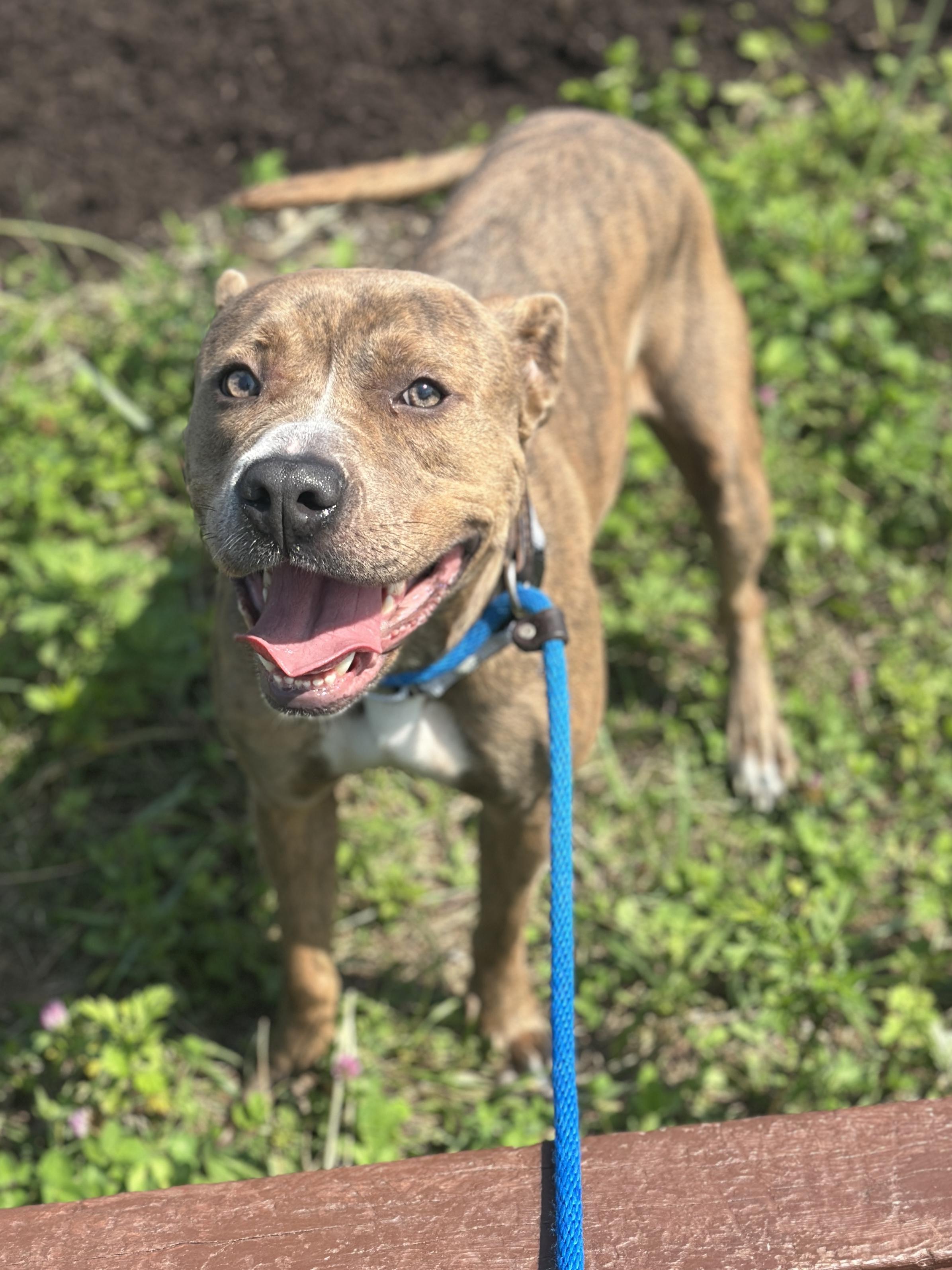 Melba, adopted, Young Female Pit Bull Terrier.