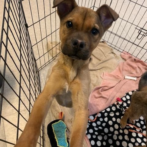 Enlarge Chucky, a Adoptable mixed breed in Fair Oaks Ranch, TX image 1/5