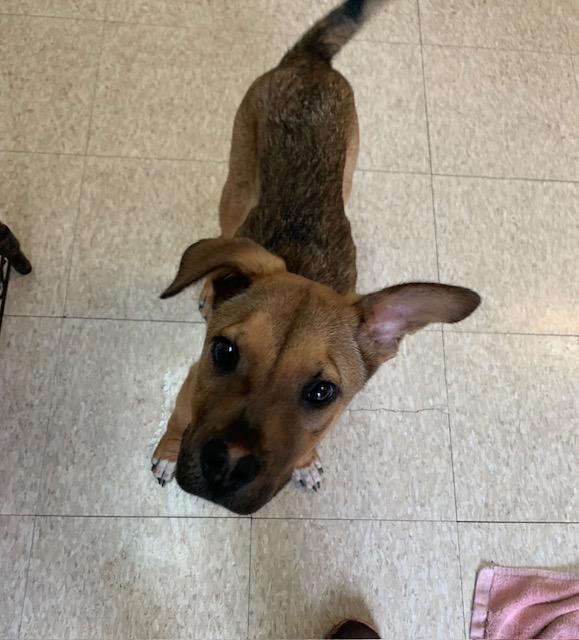 Enlarge Chucky, a Adoptable mixed breed in Fair Oaks Ranch, TX image 2/6