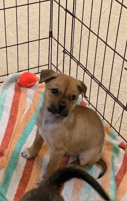 Freddie & Chucky, a Adoptable mixed breed in Fair Oaks Ranch, TX image 1/4