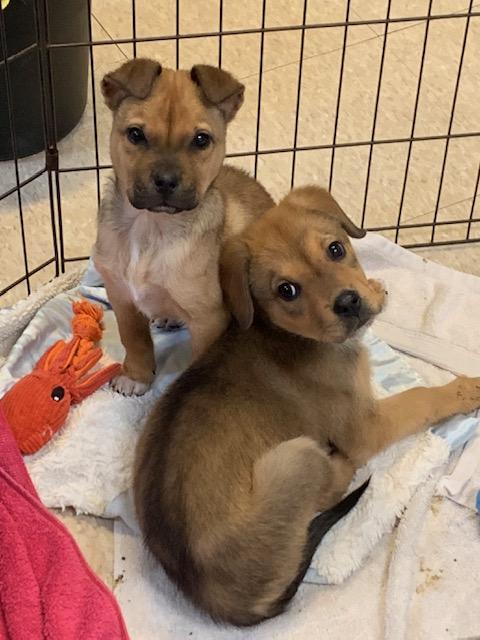 Freddie & Chucky, Adoptable, Puppy Male Chihuahua & Shepherd.