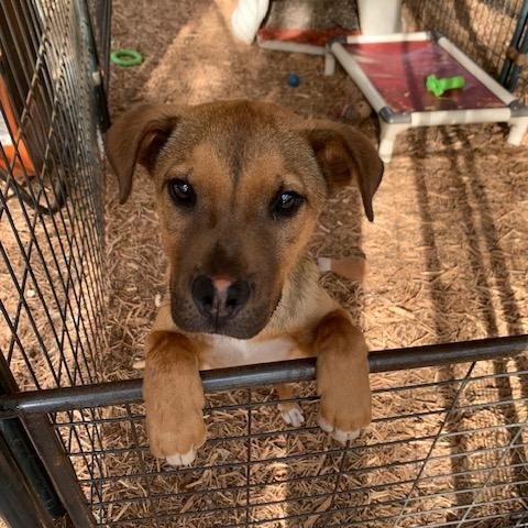 Enlarge Chucky, a Adoptable mixed breed in Fair Oaks Ranch, TX image 3/5