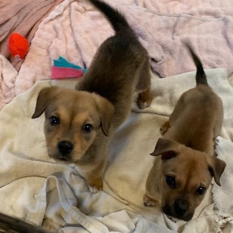 Freddie & Chucky, a Adoptable mixed breed in Fair Oaks Ranch, TX image 2/4