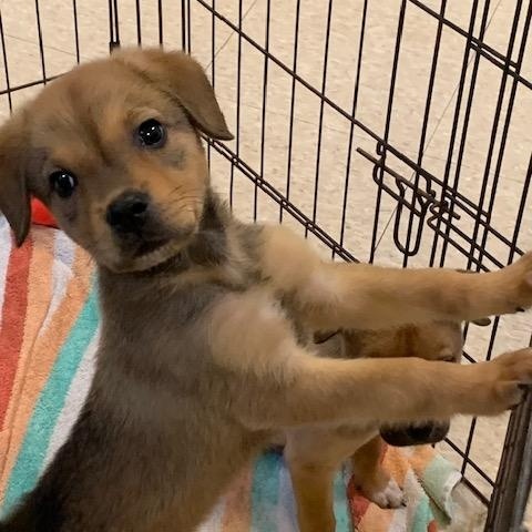 Freddie & Chucky, a Adoptable mixed breed in Fair Oaks Ranch, TX image 3/4