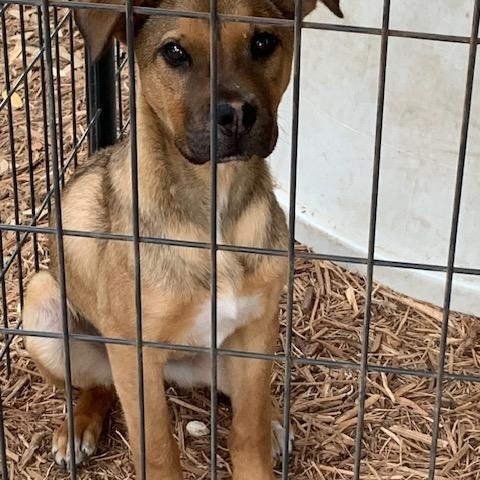 Enlarge Chucky, a Adoptable mixed breed in Fair Oaks Ranch, TX image 4/5