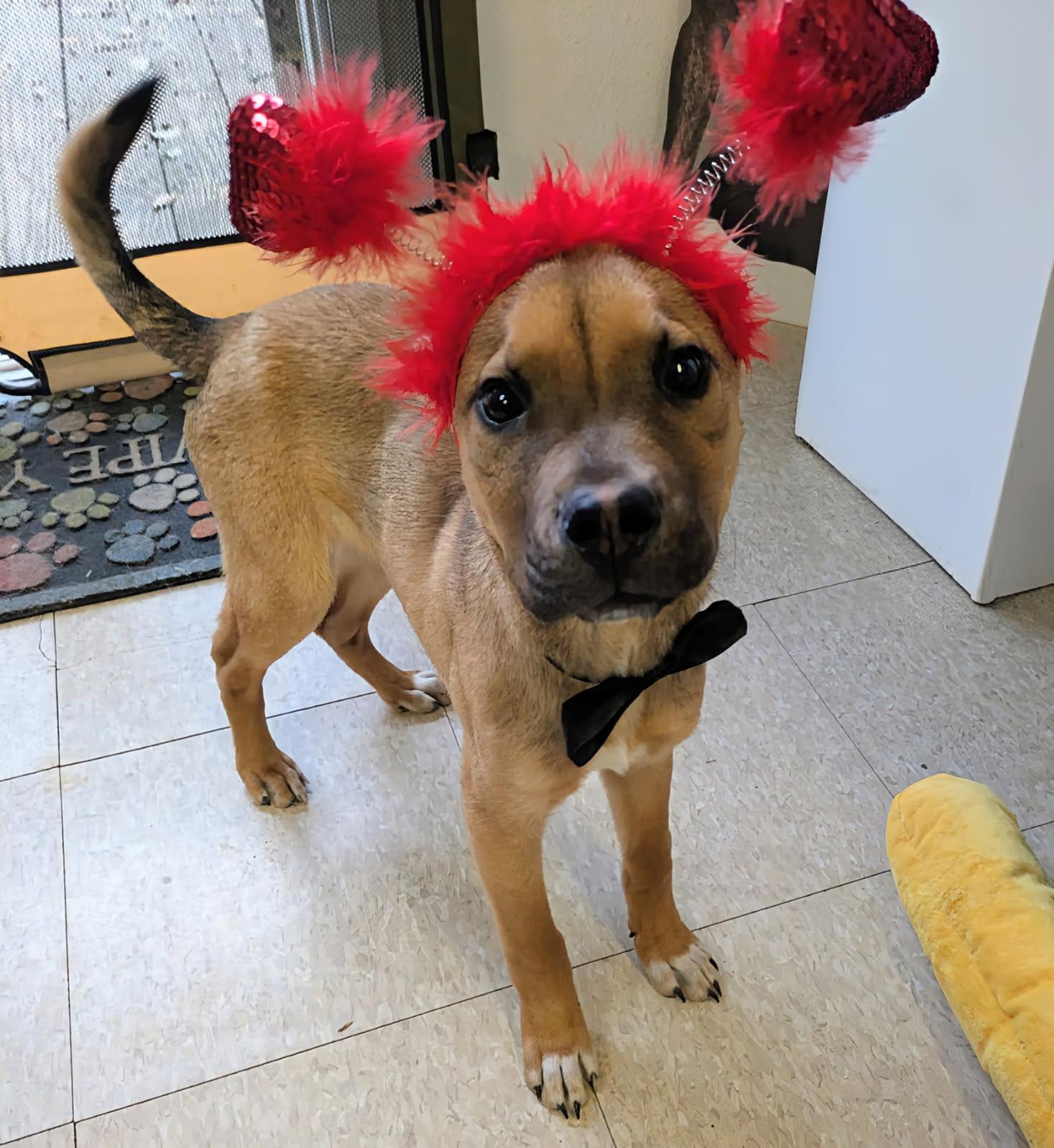 Enlarge Chucky, a Adoptable mixed breed in Fair Oaks Ranch, TX image 2/5