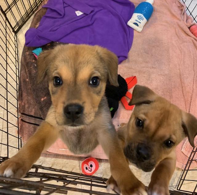 Freddie & Chucky, a Adoptable mixed breed in Fair Oaks Ranch, TX image 4/4