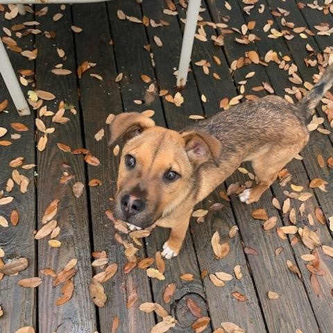 Enlarge Chucky, a Adoptable mixed breed in Fair Oaks Ranch, TX image 5/5