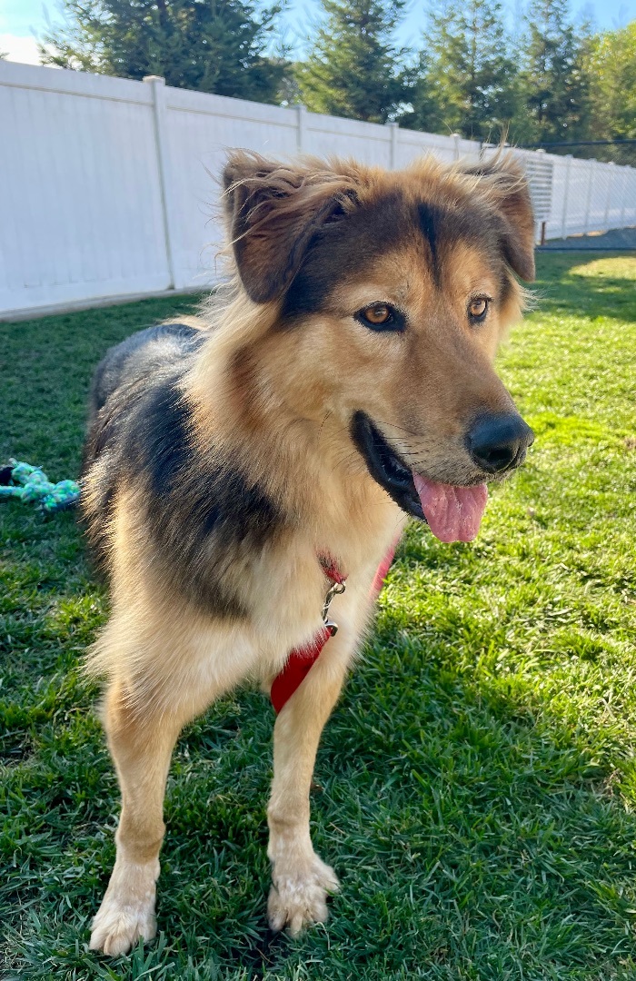 Chief, an adoptable German Shepherd Dog, Golden Retriever in Lodi, CA, 95242 | Photo Image 5