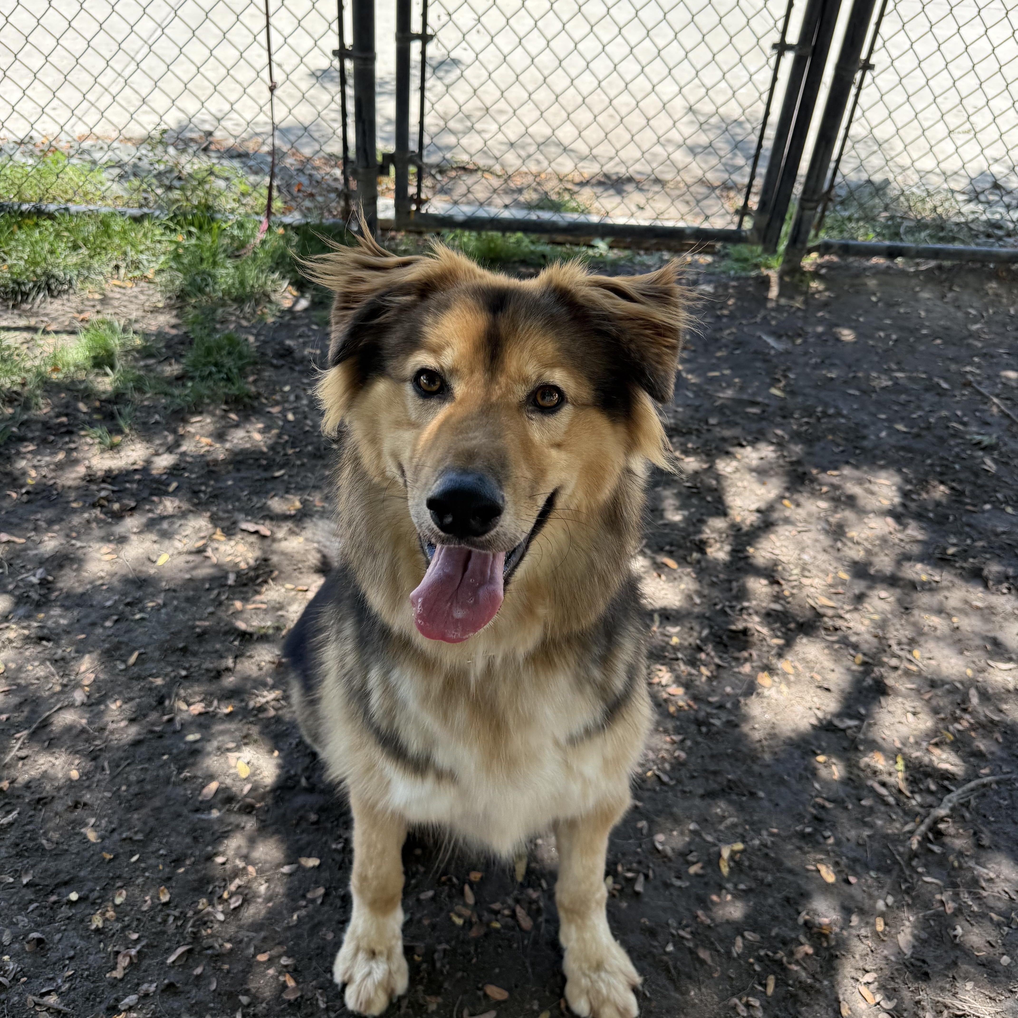 Chief, an adoptable German Shepherd Dog, Golden Retriever in Lodi, CA, 95242 | Photo Image 2