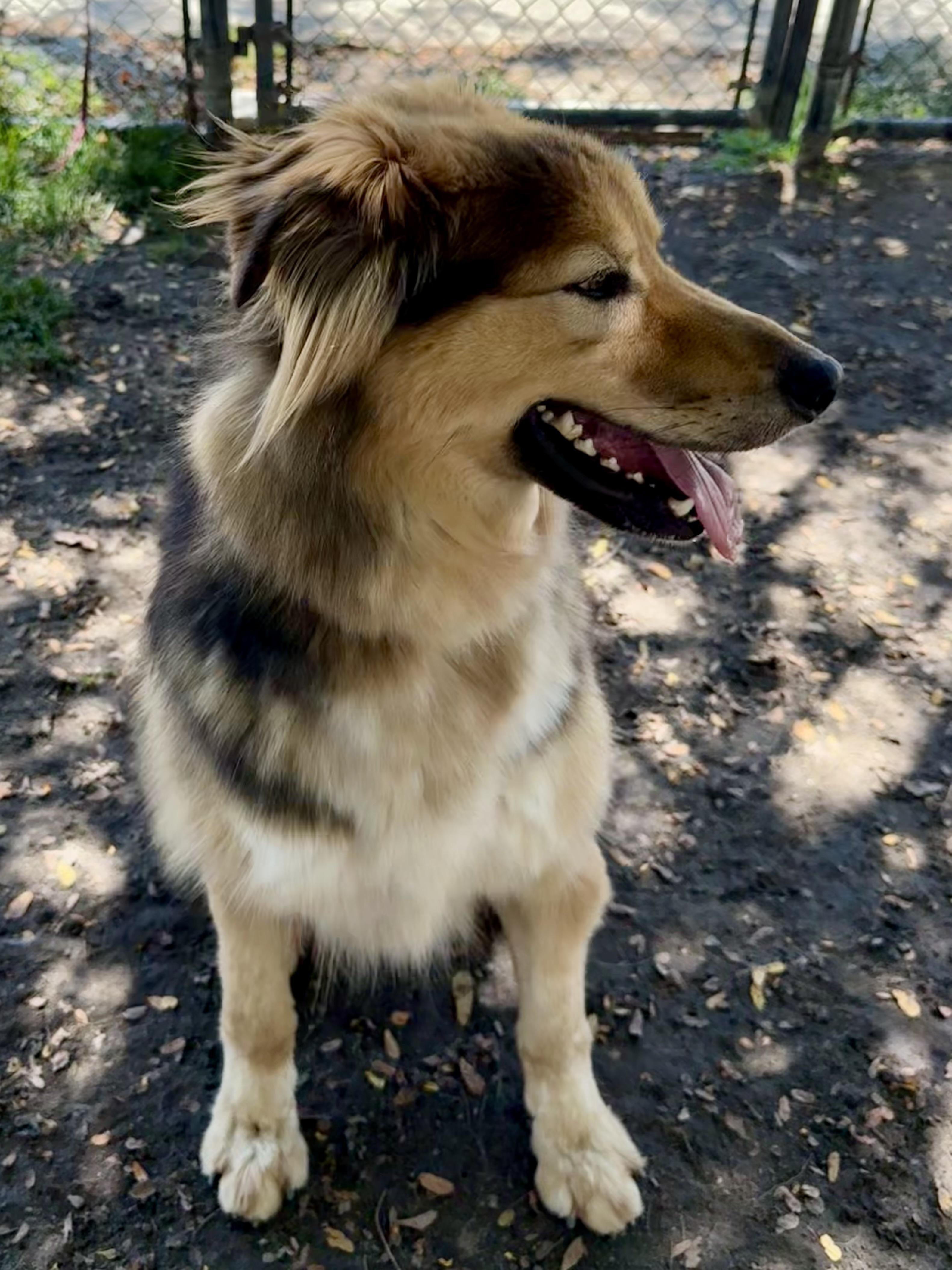 Chief, an adoptable German Shepherd Dog, Golden Retriever in Lodi, CA, 95242 | Photo Image 4