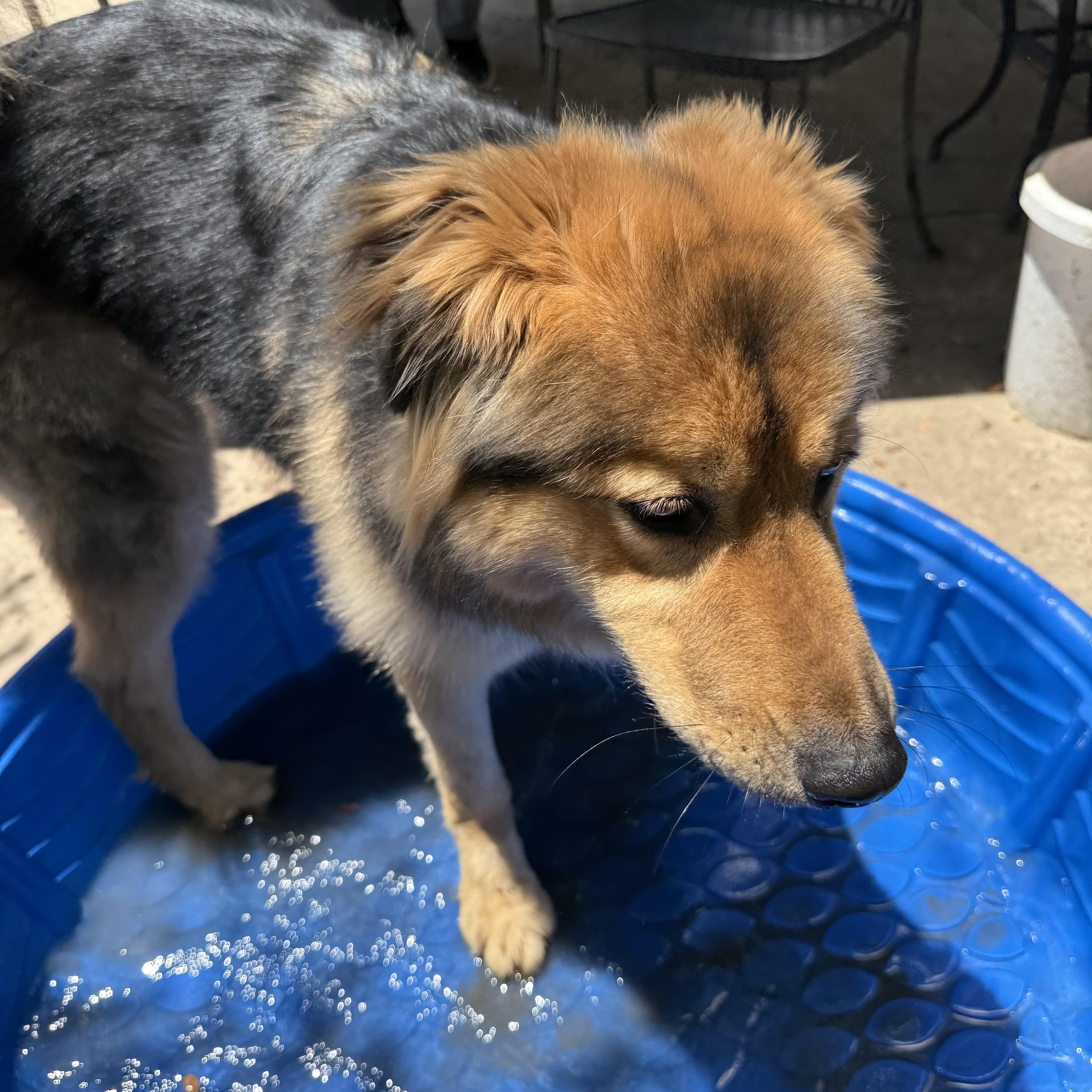 Chief, an adoptable German Shepherd Dog, Golden Retriever in Lodi, CA, 95242 | Photo Image 3
