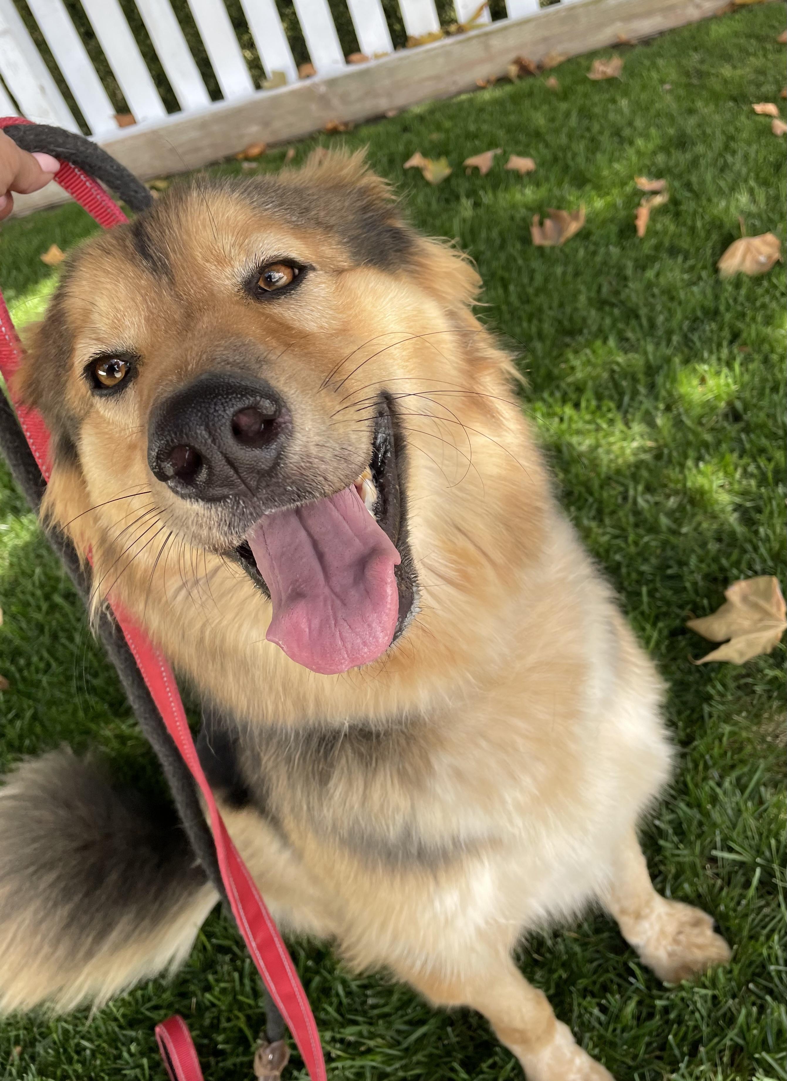Chief, a Adoptable mixed breed in Lodi, CA image 6/6