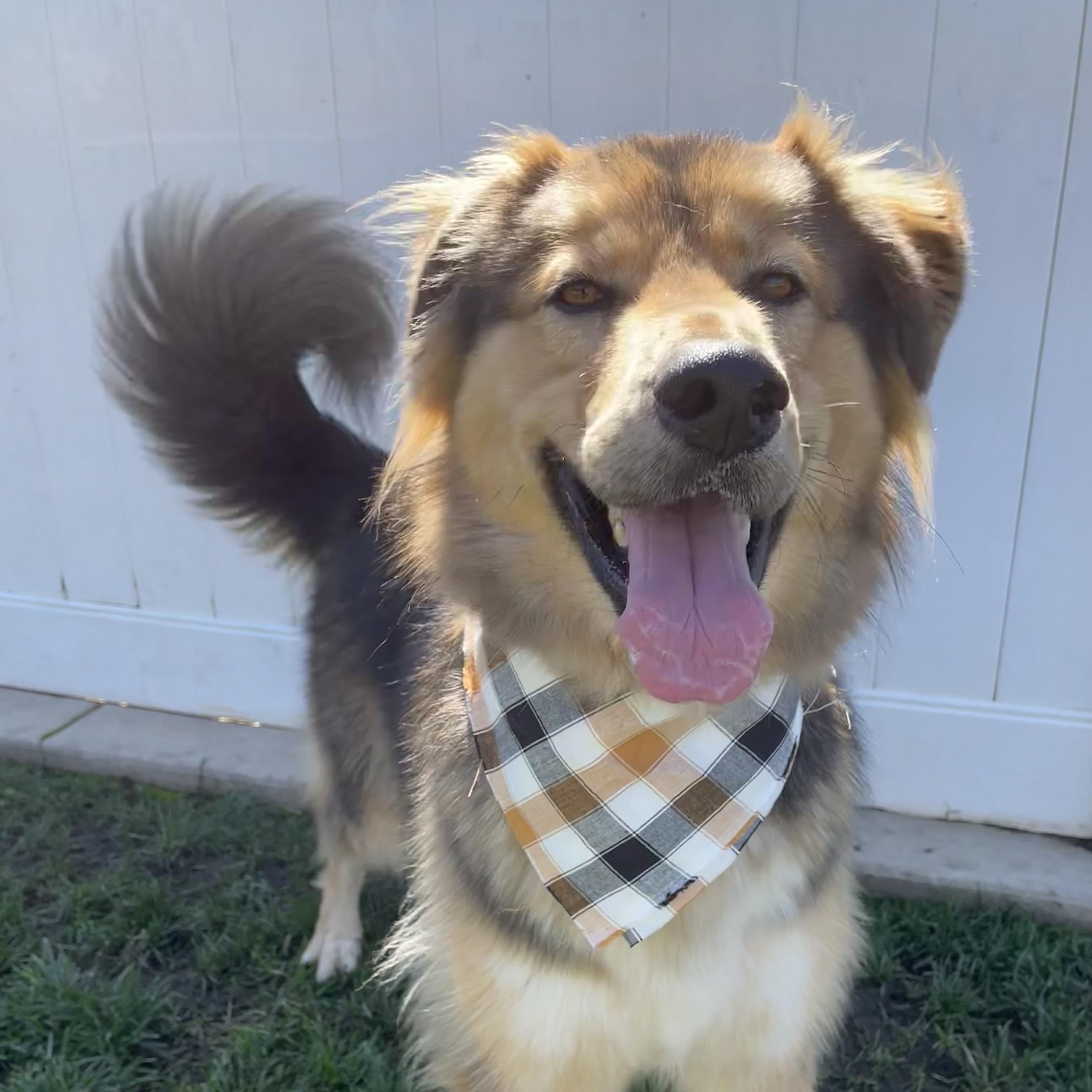 Enlarge Chief, a Adoptable mixed breed in Lodi, CA image 1/6