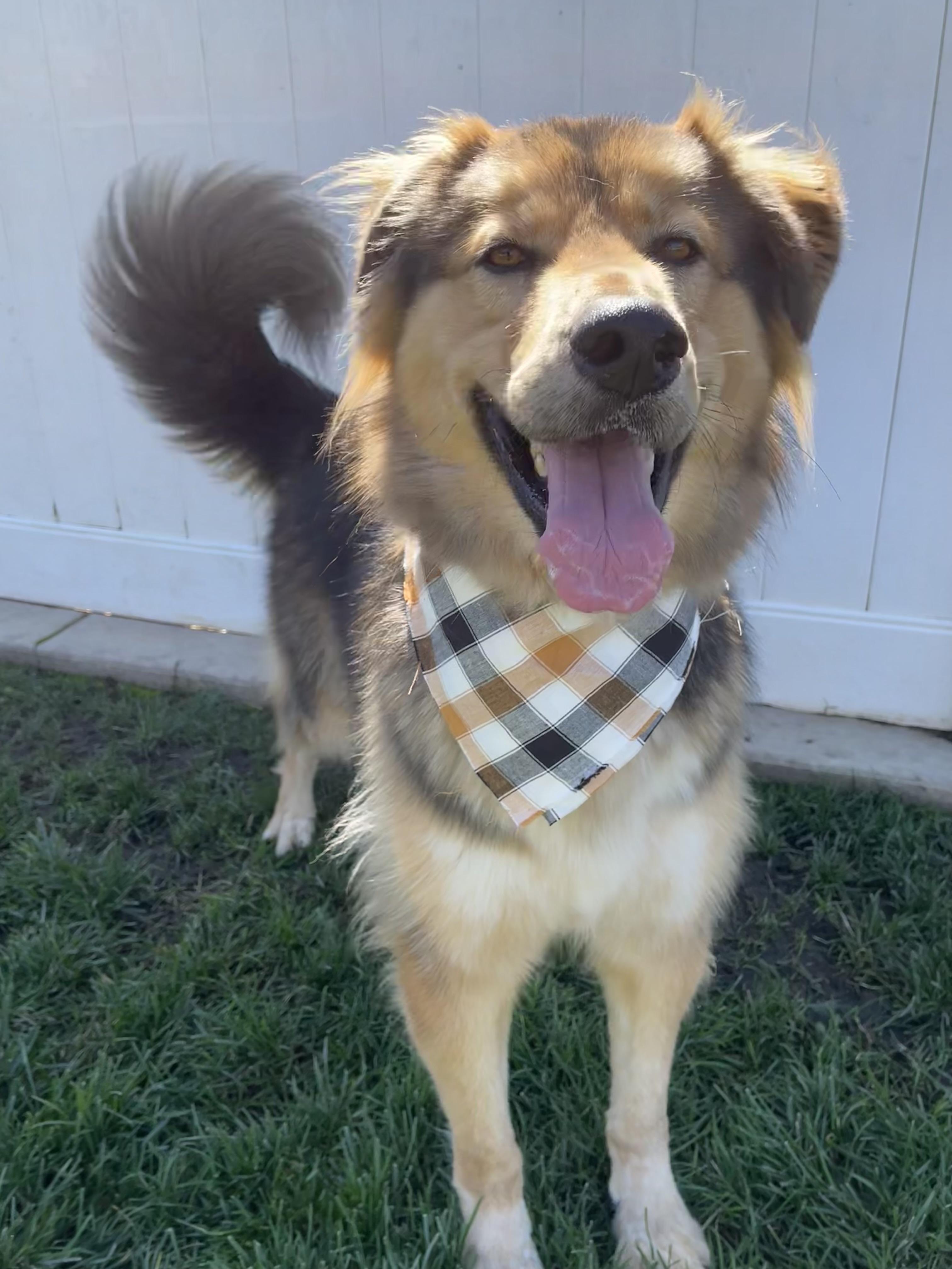 Chief, a Adoptable mixed breed in Lodi, CA image 1/6