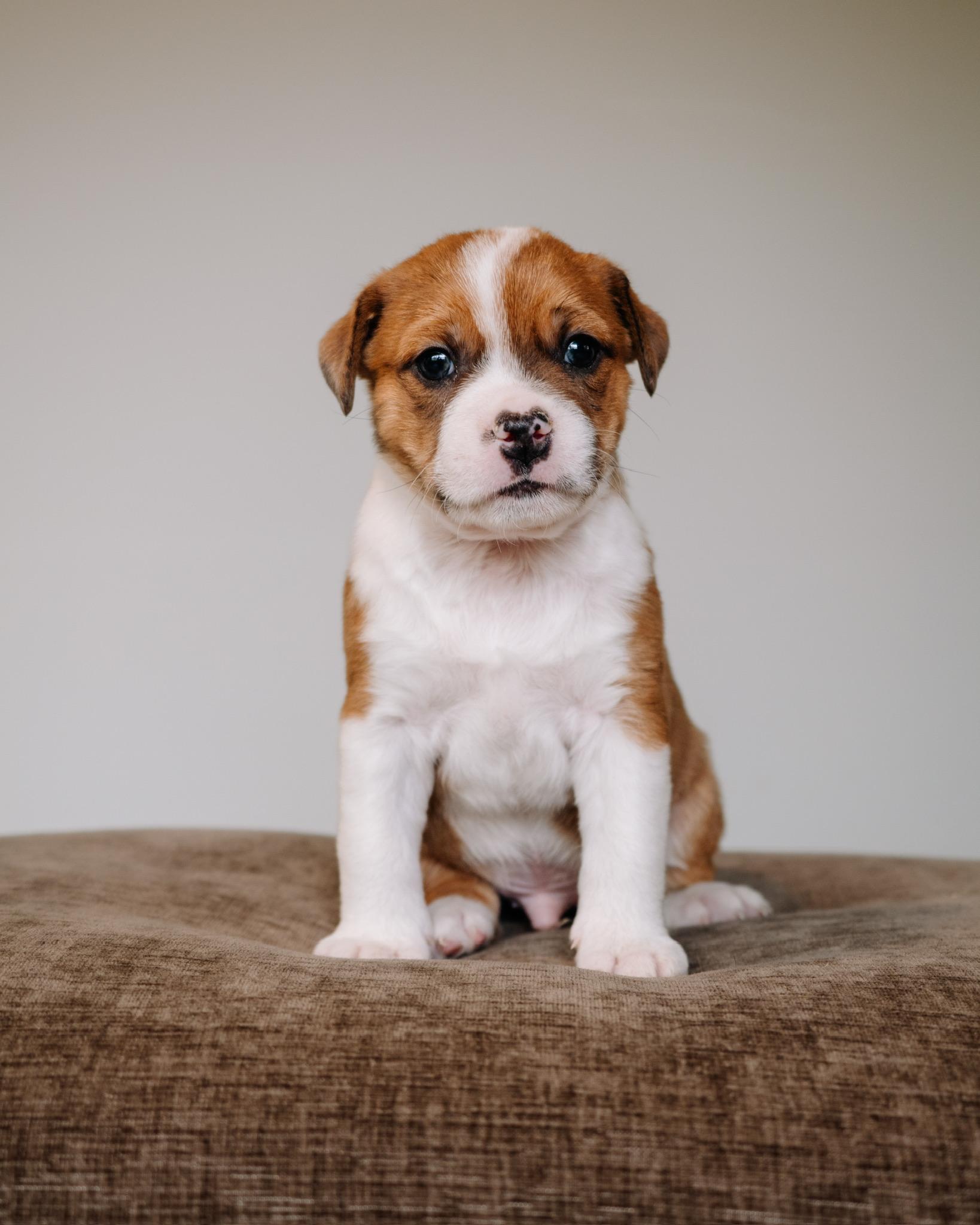 Colt, ADOPTABLE, Puppy Male Pug & Terrier.
