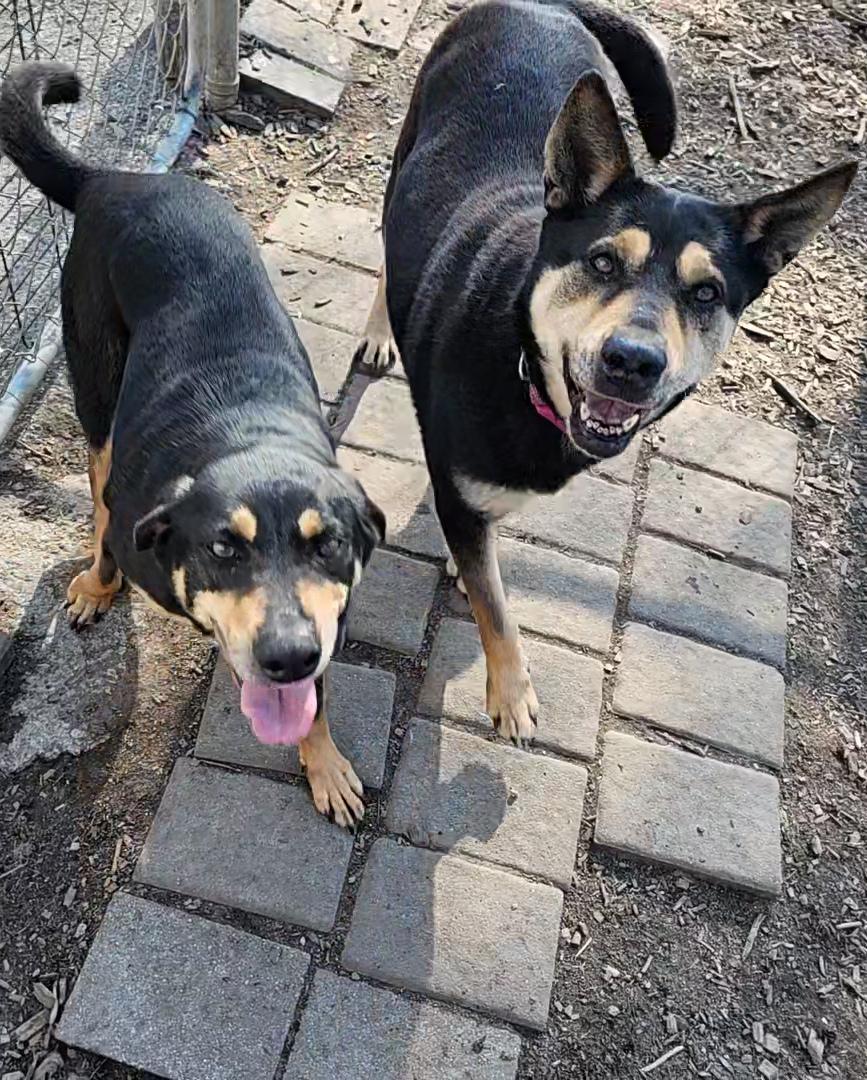 Susie and June Bug, a Adoptable mixed breed in Ringwood, NJ image 3/6