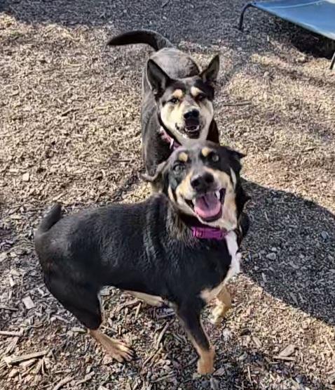 Susie and June Bug, a Adoptable mixed breed in Ringwood, NJ image 2/6