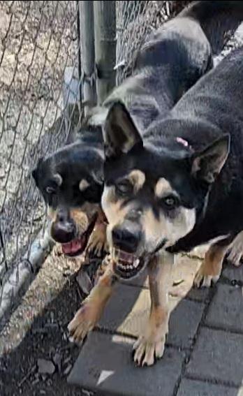 Susie and June Bug, a Adoptable mixed breed in Ringwood, NJ image 5/6
