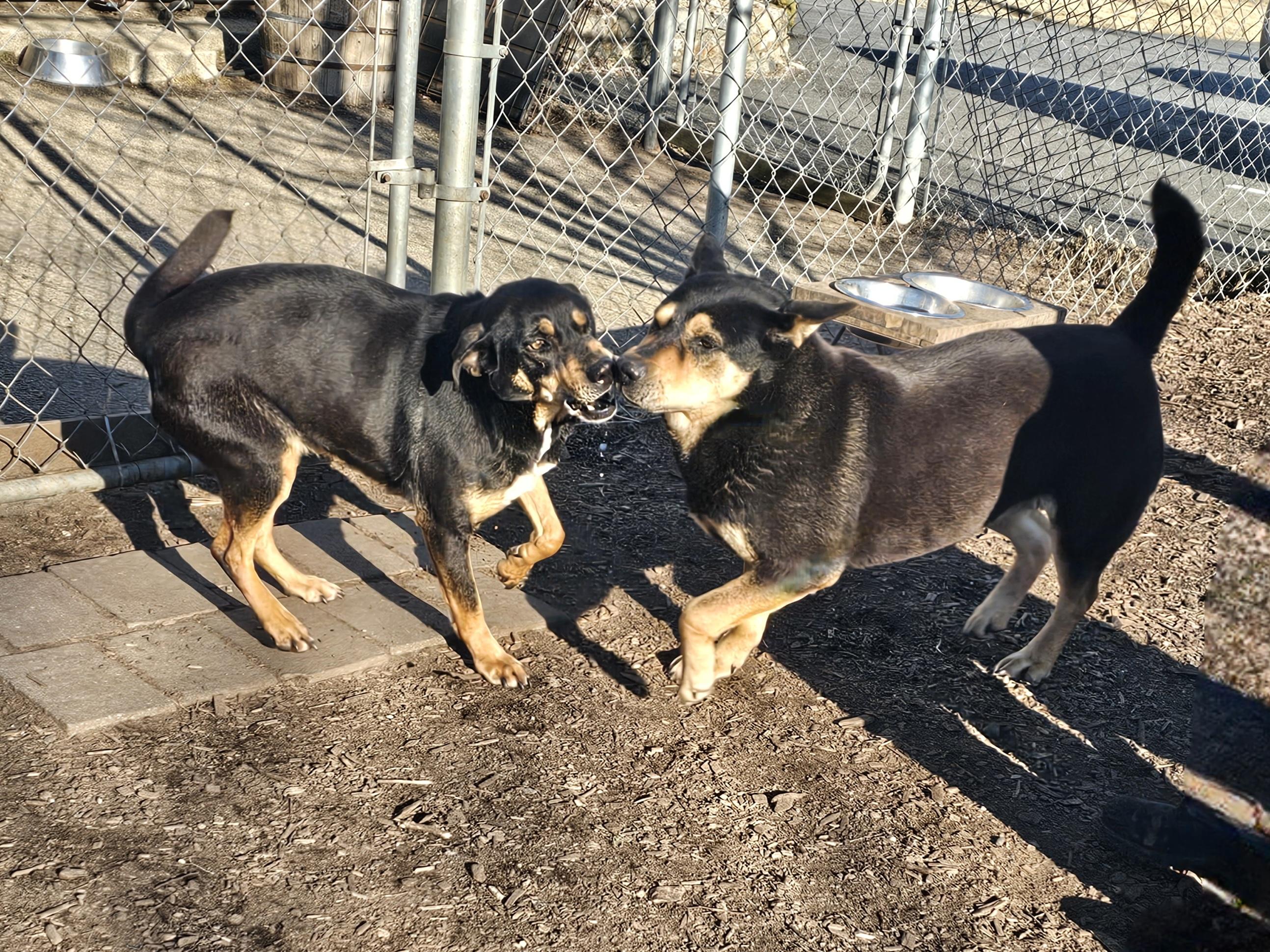 Susie and June Bug, a Adoptable mixed breed in Ringwood, NJ image 4/6