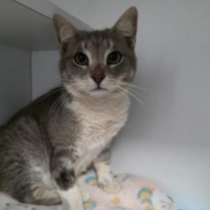 Kendrick, Adoptable, Young Male Domestic Short Hair & Domestic Short Hair.