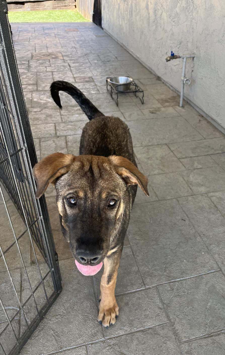 Shiloh, Adoptable, Young Male German Shepherd Dog.