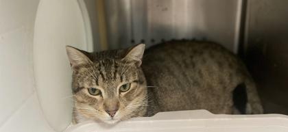 Rock, Adoptable, Young Male Domestic Short Hair & Domestic Short Hair.