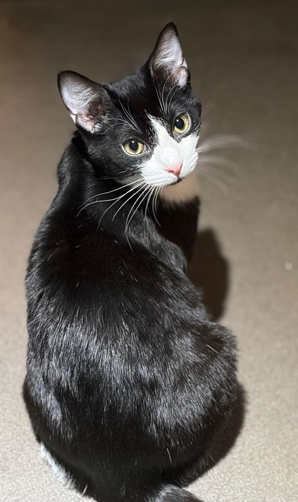 Tux, Adoptable, Kitten Male Tuxedo.