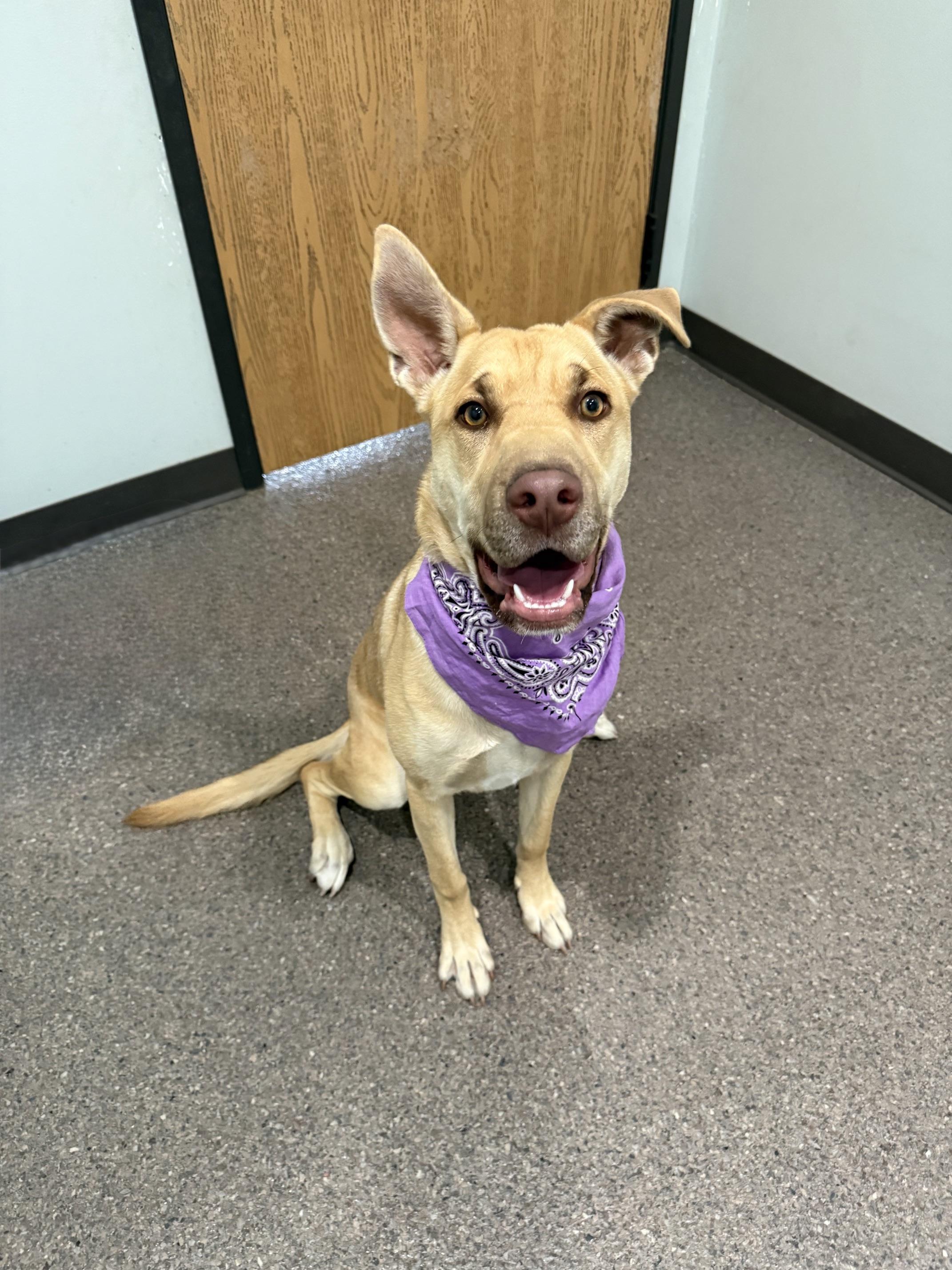 Ginger- Currently Enrolled in Prison Training Program, Adoptable, Young Female Mixed Breed.