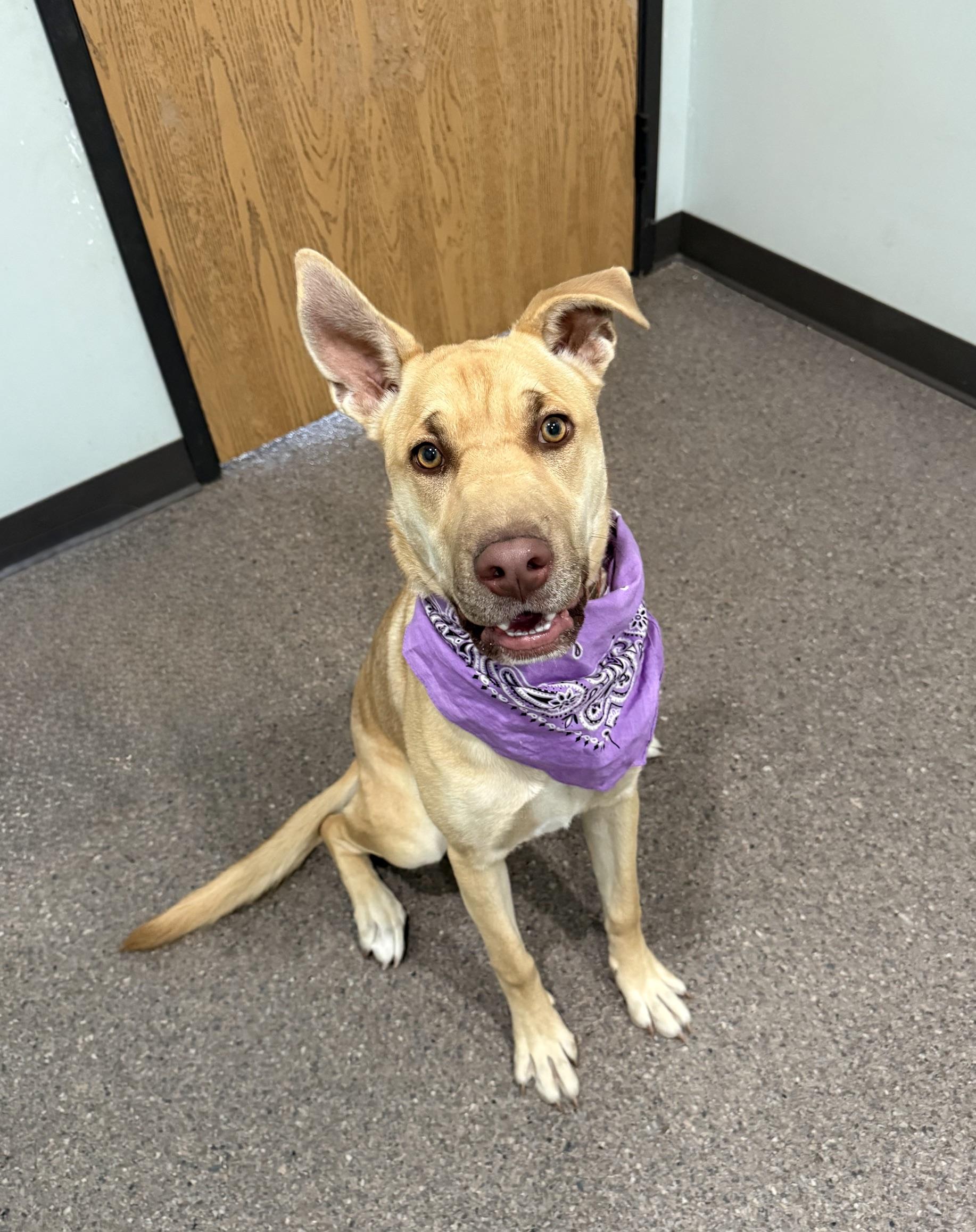 Enlarge Ginger- Currently Enrolled in Prison Training Program, a Adoptable mixed breed in Sault Sainte Marie, MI image 2/2