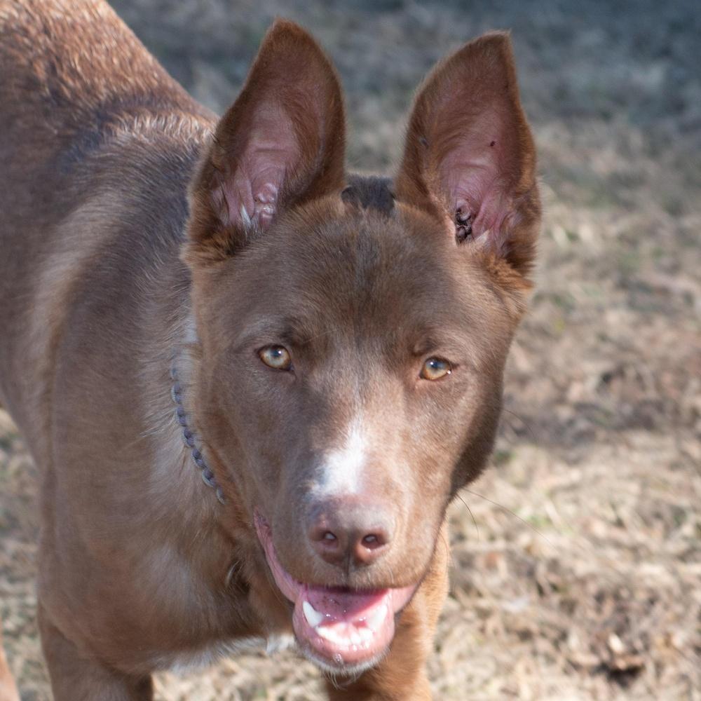 Sienna, Adoptable, Young Female Labrador Retriever & German Shepherd Dog.