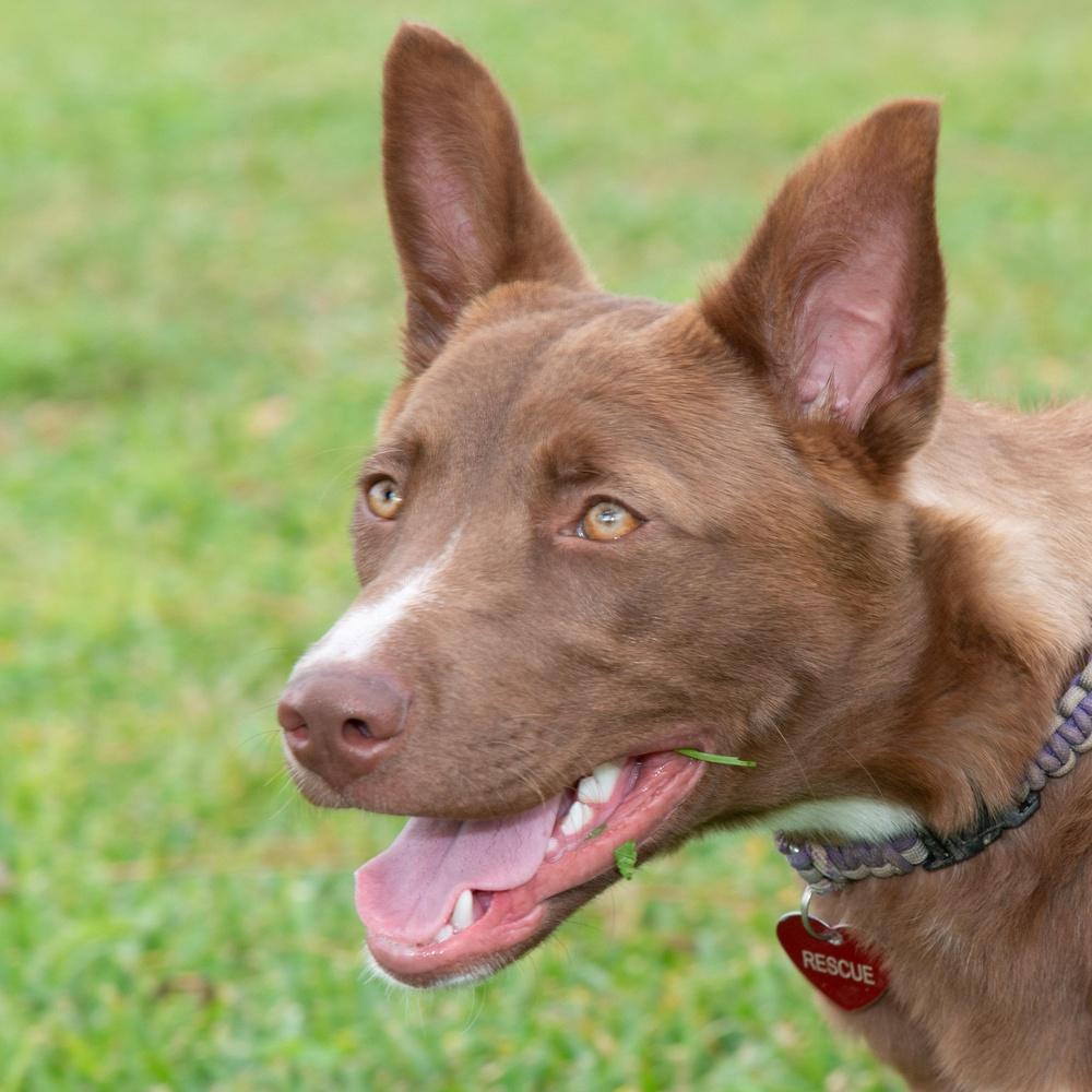 Enlarge Sienna, a Adoptable mixed breed in Richmond, TX image 2/5
