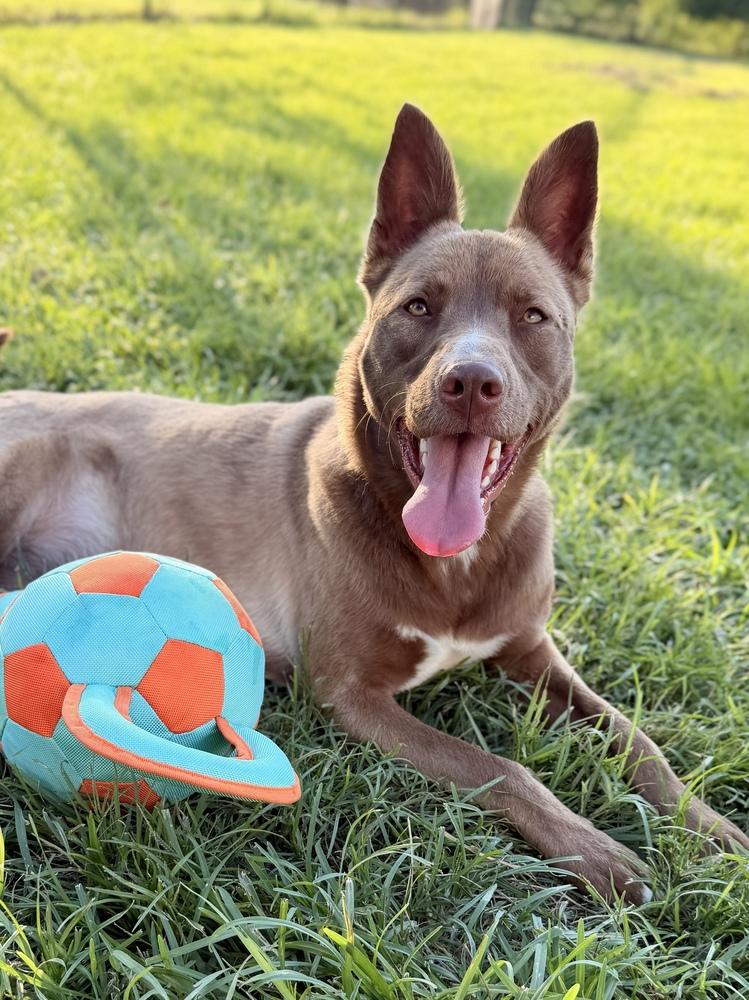 Enlarge Sienna, a Adoptable mixed breed in Richmond, TX image 3/5