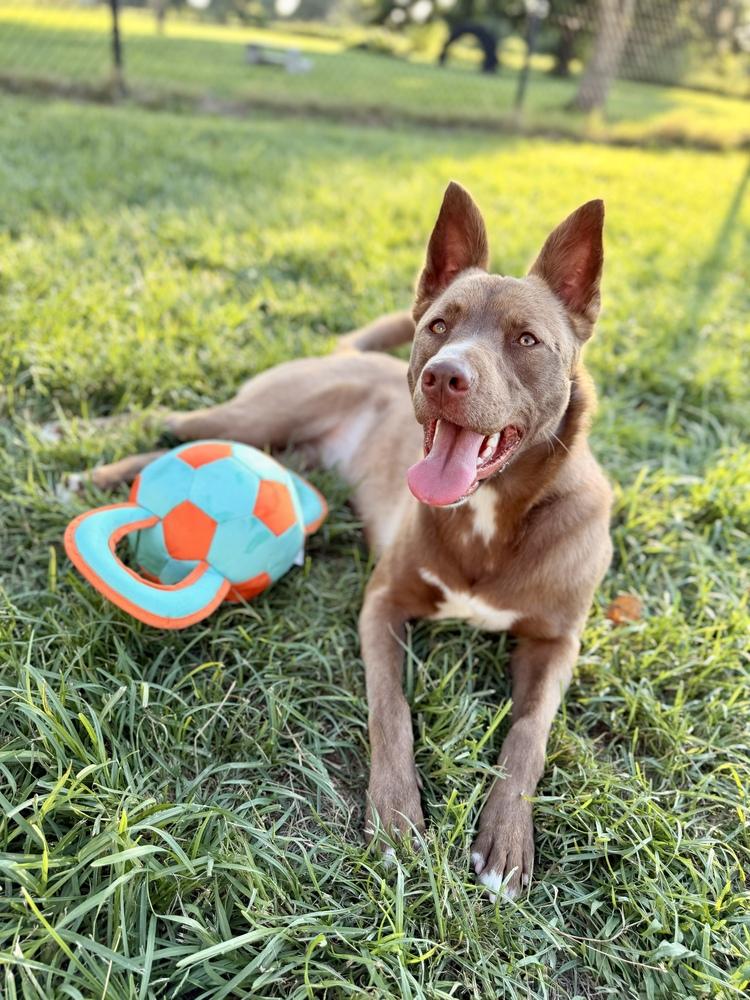 Enlarge Sienna, a Adoptable mixed breed in Richmond, TX image 4/5