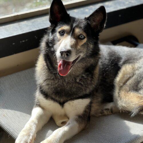 Eva Greene, Adoptable, Adult Female Husky & Shepherd.