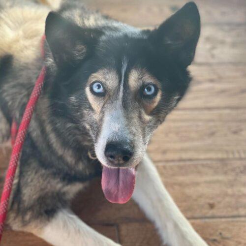 Eva Greene, a Adoptable mixed breed in Redmond, WA image 4/7