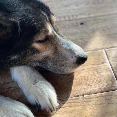 Eva Greene, a Adoptable mixed breed in Redmond, WA image 5/7