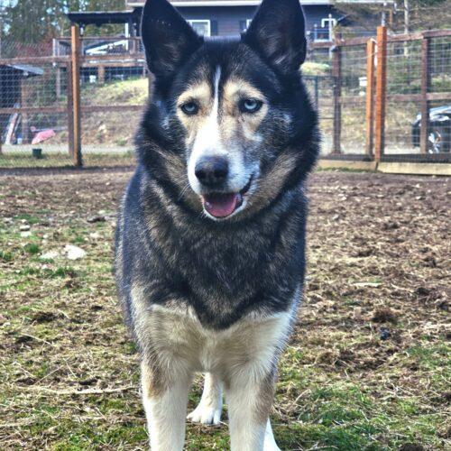 Eva Greene, a Adoptable mixed breed in Redmond, WA image 6/7