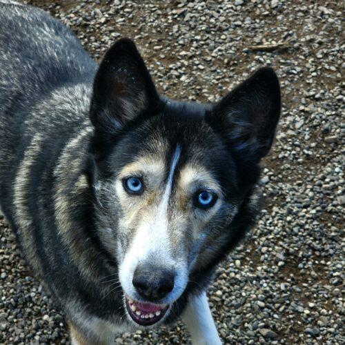 Enlarge Eva Greene, a Adoptable mixed breed in Redmond, WA image 7/7