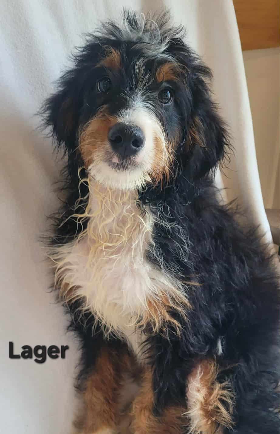 Lager
