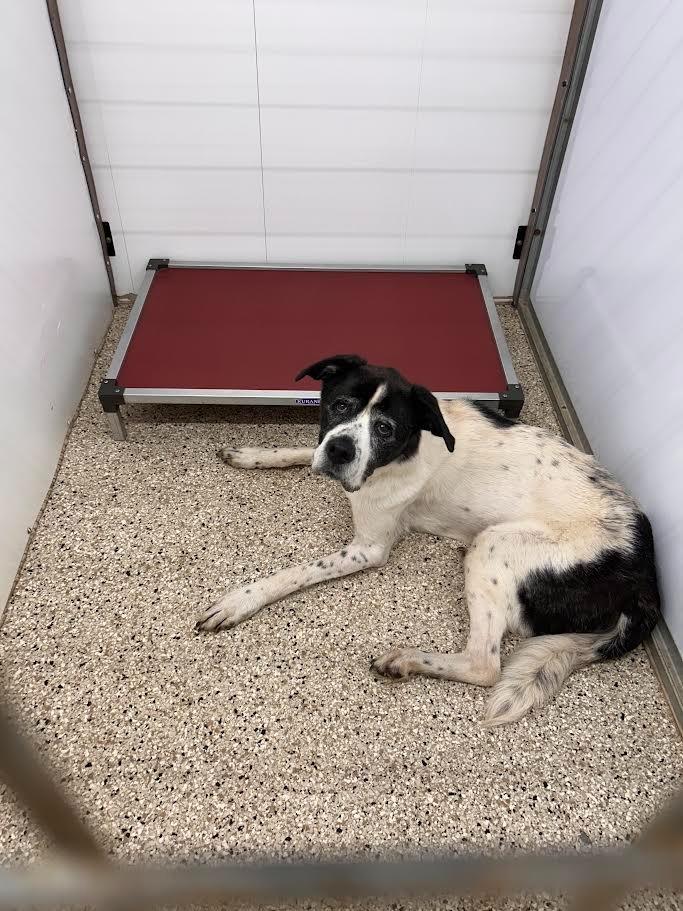Blanco (Diesel), Adoptable, Senior Male Border Collie & American Bulldog.