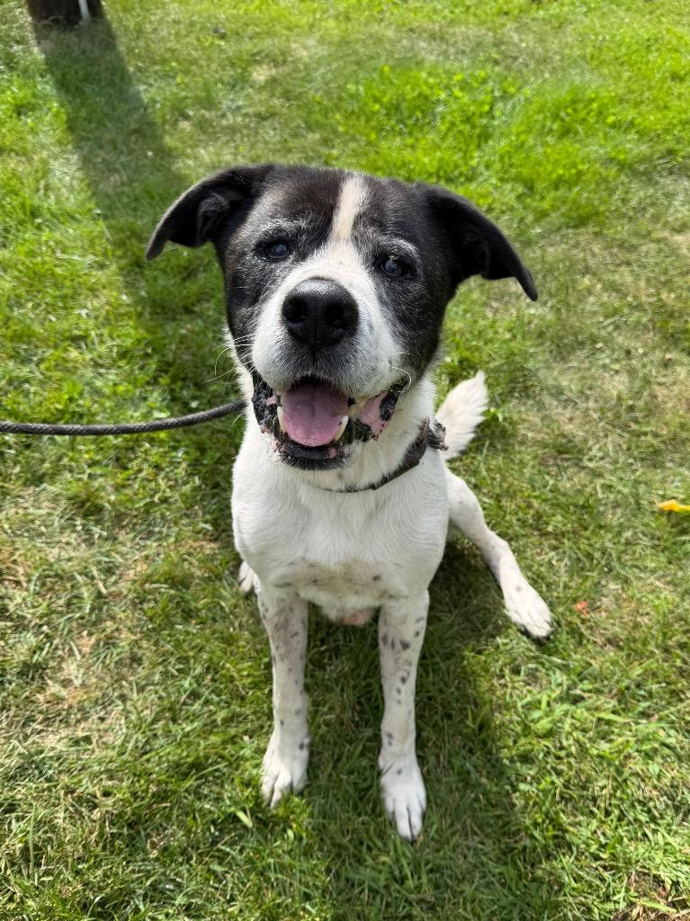 Enlarge Blanco (Diesel), a Adoptable mixed breed in Glenfield, NY image 2/3