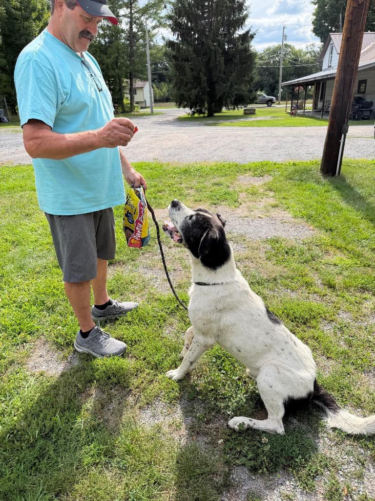 Enlarge Blanco (Diesel), a Adoptable mixed breed in Glenfield, NY image 3/3