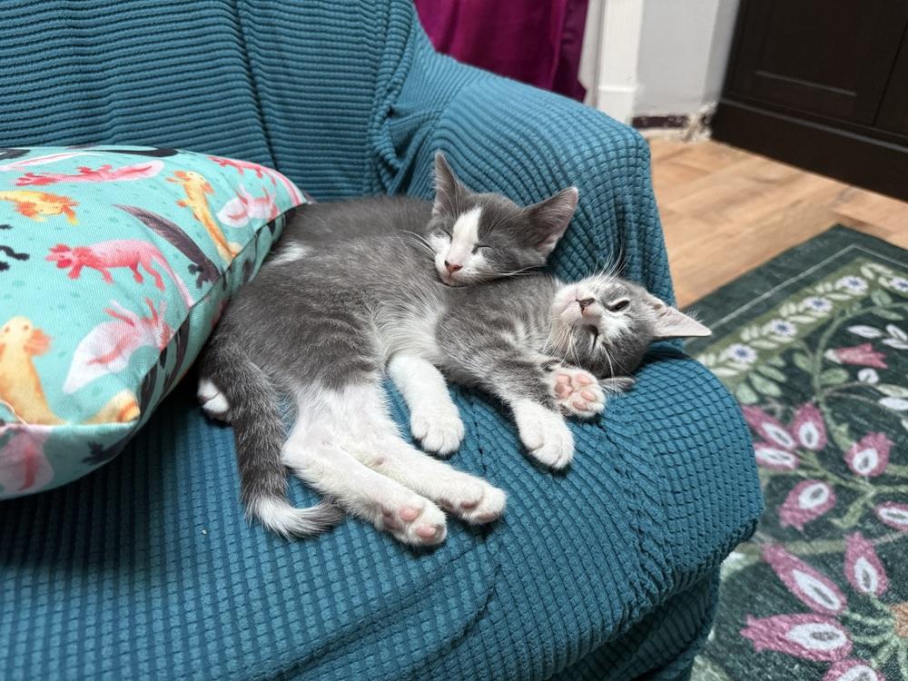 StripeyJoe, Adoptable, Kitten Female Domestic Short Hair.
