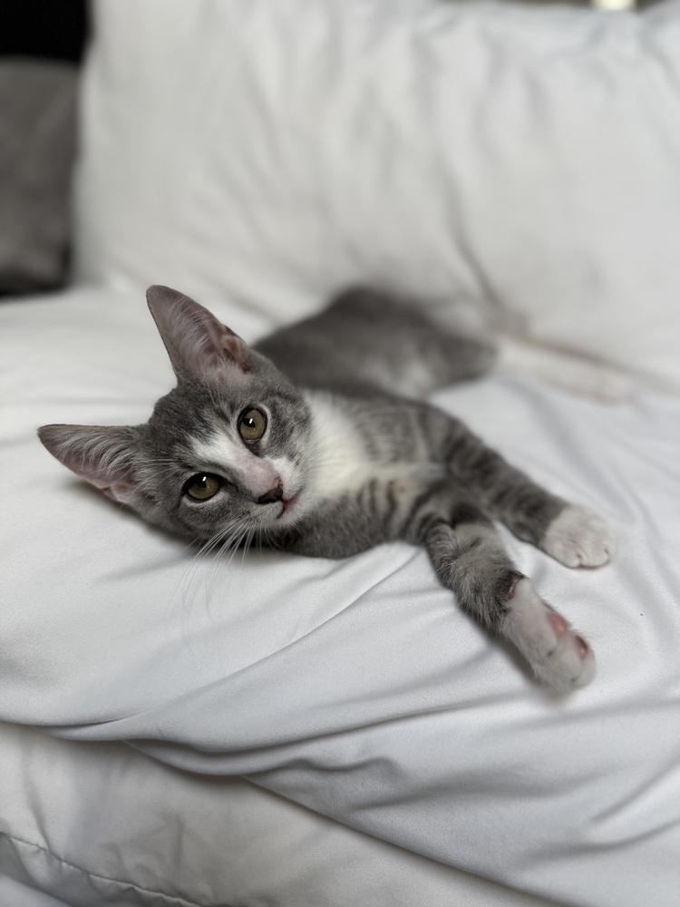 Enlarge StripeyJoe, a Adoptable Domestic Short Hair in DELTONA, FL image 3/6