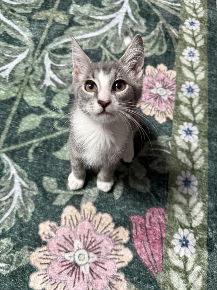 Enlarge StripeyJoe, a Adoptable Domestic Short Hair in DELTONA, FL image 4/6