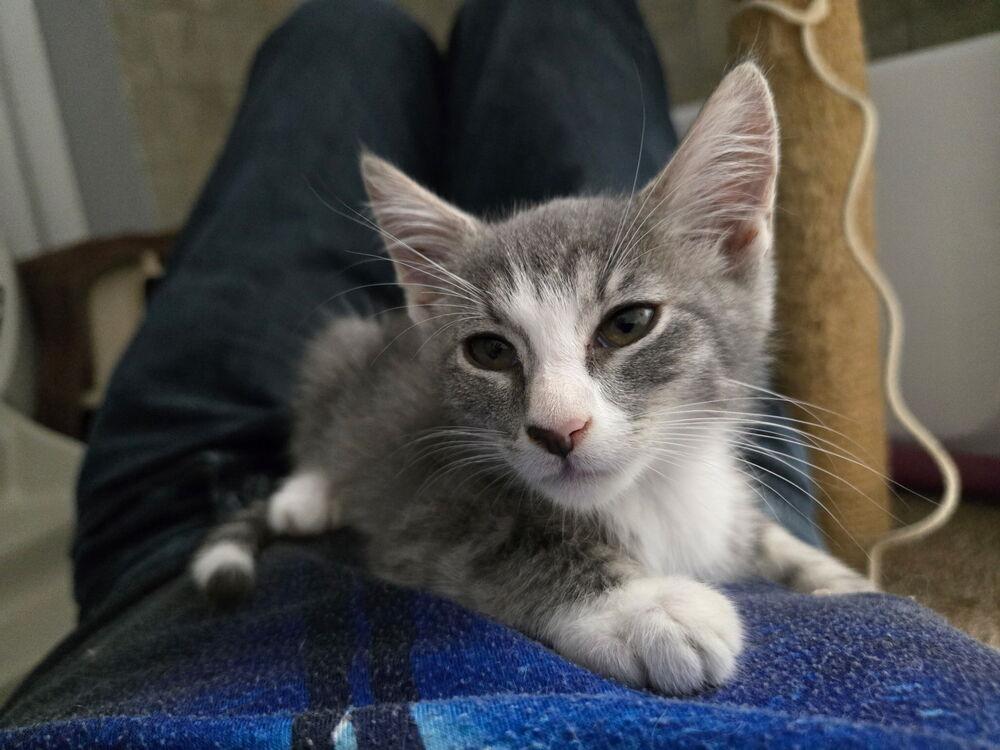 Enlarge StripeyJoe, a Adoptable Domestic Short Hair in DELTONA, FL image 6/6