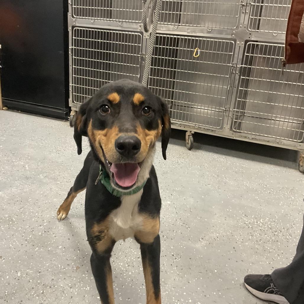 Seeyuh, Adoptable, Young Male Coonhound & Mixed Breed.