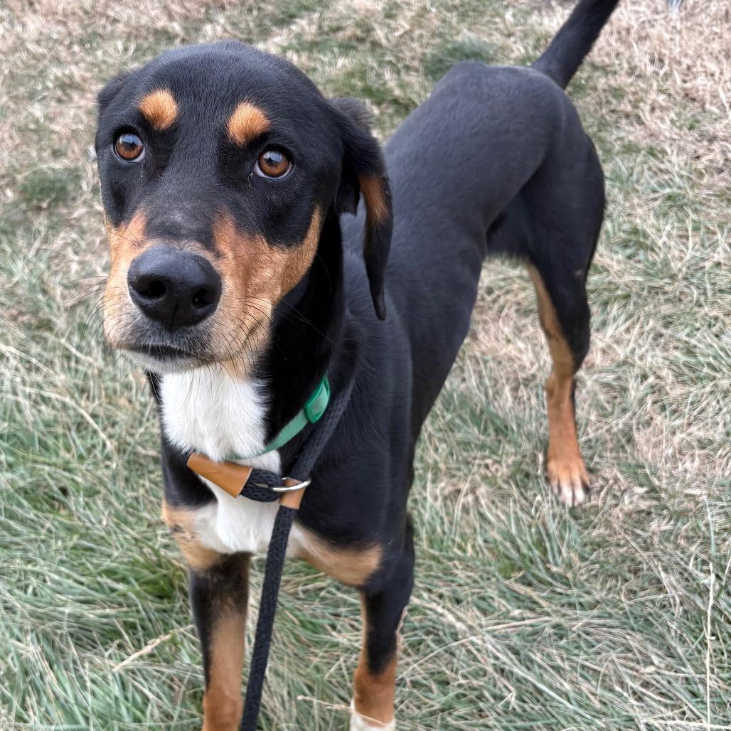 Enlarge Seeyuh, a Adoptable mixed breed in St Joseph, MO image 2/2