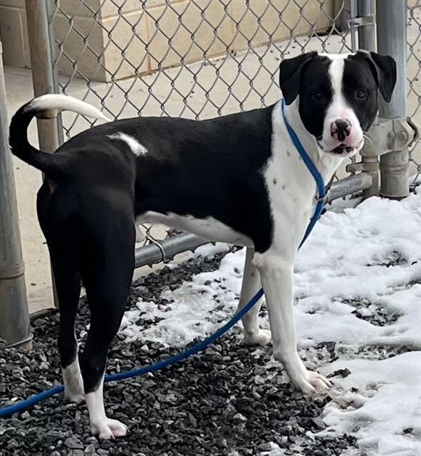 PETEE, Adoptable, Young Male Mixed Breed.